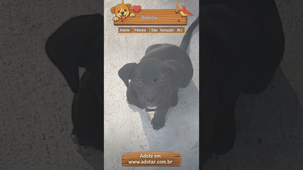 Cachorro raça SRD-ViraLata idade 2 a 6 meses nome Belinha