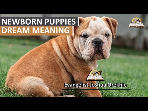 Newborn Puppies Dream Meaning - Puppies Symbolism and Interpretation