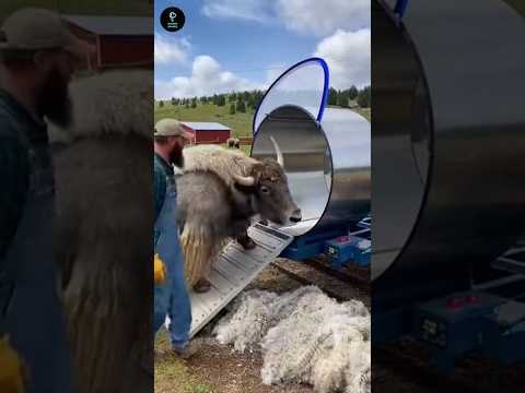 Cute Mexica Plush Dancing Cactus Electric Plush Toy 🧸