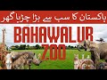 Largest Zoo In The World Lahore Zoo Video Bahawalpur Zoo 2022 Lion Video Bahawalpurzoo Lion