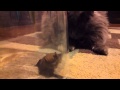 Catching A Bat With Help From My Cat