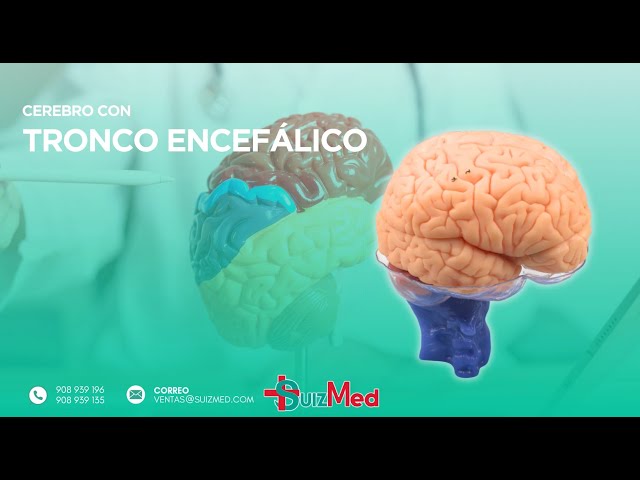 Vídeo relacionado con Modelo Anatómico del Cerebro Humano 3D | Desmontable con Imanes, Tamaño Real | Material Didáctico de Espuma para Estudiantes de Anatomía y Medicina