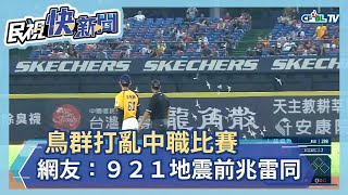 [分享] 今天 東北宮城球場 一群鳥低飛....