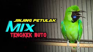 Download lagu 🔴MASTERAN VIRAL‼️JINJING PETULAK MIX TENGKEK BUTO COCOK UNTUK CUCAK IJO LOMBA mp3 Download lagu 🔴MASTERAN VIRAL‼️JINJING PETULAK MIX TENGKEK BUTO COCOK UNTUK CUCAK IJO LOMBA mp3