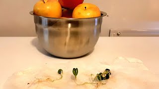 HOW TO GERMINATE APPLE SEEDS VERY FAST