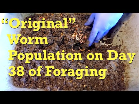 "Original" worm population at day 38 of foraging - vermicompost
