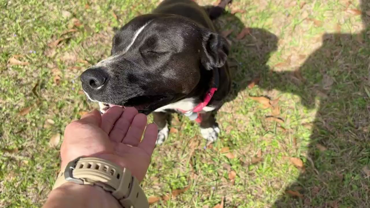Juliette, a Adoptable Mixed Breed in Bedminster, NJ video 5/5