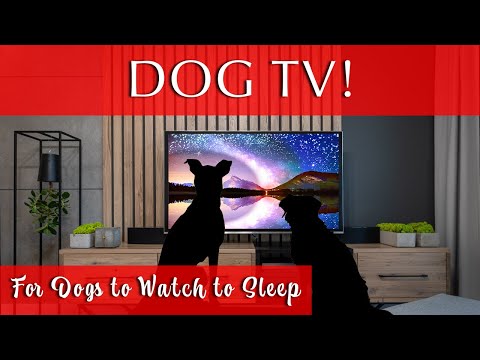 Dog TV for Dogs to Watch to Sleep [Water and Nature Sounds]