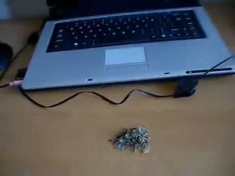Wsiok chwali się konopią 
