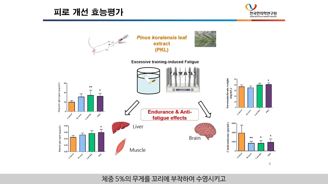 잣나무 잎 추출물을 유효성분으로 포함하는 피로 개선용 조성물