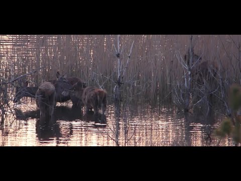 Rotwild in der Teich-Lausitz ... Rotwildherde im Wasser