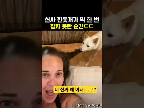 미국으로 입양된 세상 순한 진돗개가 폭주한 이유