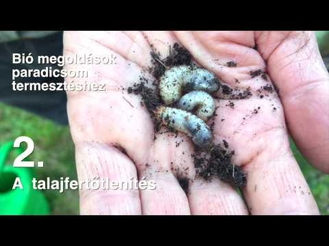 drotféreg larva