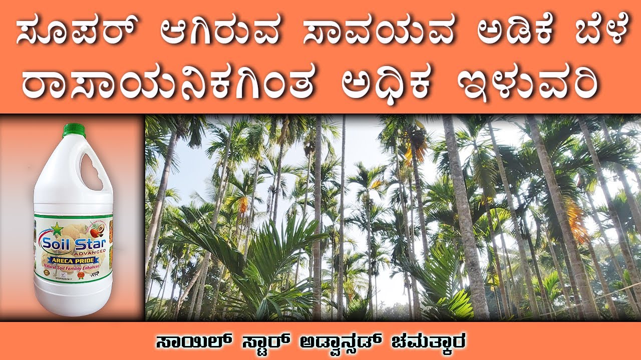 ಸೂಪರ್ ಆಗಿರುವ ಸಾವಯವ ಅಡಿಕೆ ಬೆಳೆ | ರಾಸಾಯನಿಕಗಿಂತ ಅಧಿಕ ಇಳುವರಿ | Super Areca growth in organic farming.