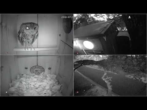 An Owl Visits