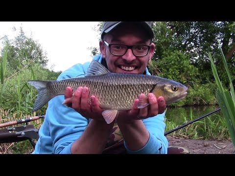 Chub, bream and trout on the Bristol Avon