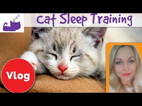😼 How to train your cat to let you sleep 🐱  set a bedtime routine for your cat