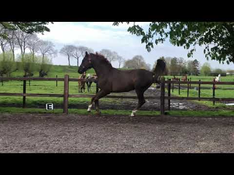 VolGas Kossack (Marwan x Vydumka by Madiar)