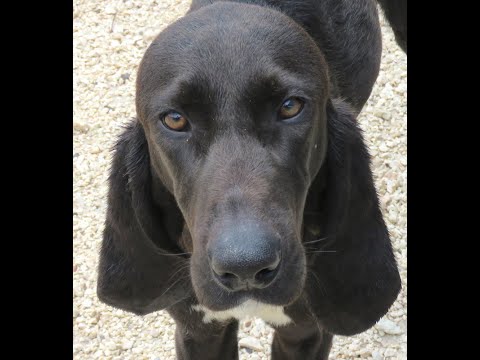 Zypernhund Vivaldi Teil 2