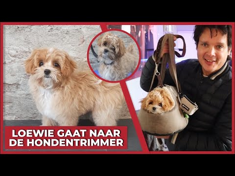 LOEWIE GAAT NAAR DE HONDENTRIMMER! - #1647