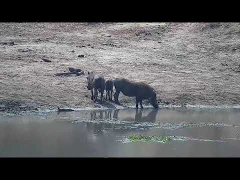 Djuma: Warthogs-two adults and one youngster - 10:17 - 08/28/21