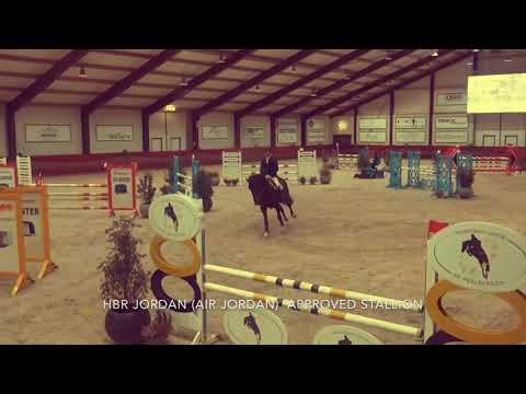 HBR Jordan (Air Jordan) APPROVED STALLION - 2nd Place Peelbergen