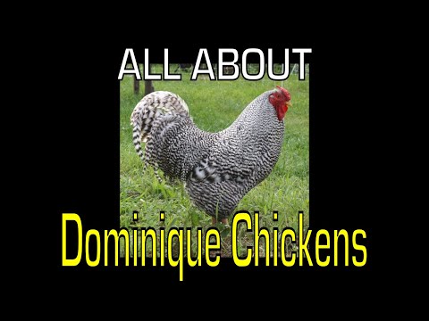 , title : 'Dominique Chicken - Information'
