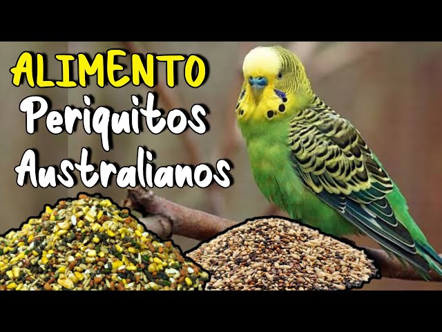Vídeo relacionado con Versele-Laga Prestige Loro Parque African Parakeet Mix | 1 kg | Alimento seco para periquitos africanos | para una alimentación equilibrada y Rica en nutrientes | Mezcla de Semillas