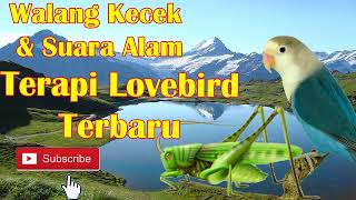 Download lagu Masteran Suara Walang Kecek Dan Suara Alam Untuk Terapi Lovebird Agar Ngekek/Ngetik Panjang mp3 Download lagu Masteran Suara Walang Kecek Dan Suara Alam Untuk Terapi Lovebird Agar Ngekek/Ngetik Panjang mp3
