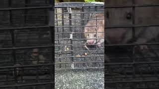 Baking Soda vs Rats - check out the full video