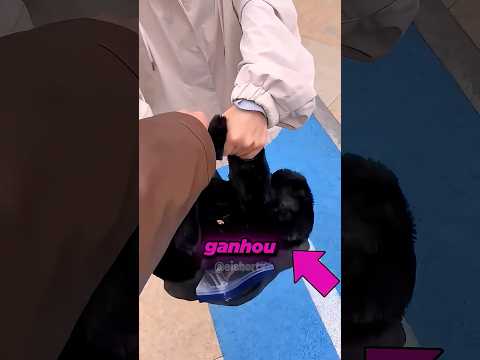 O GATO CONSEGUIU ENGANAR TODO MUNDO COM ESSE DISFARCE SURREAL! 🤯