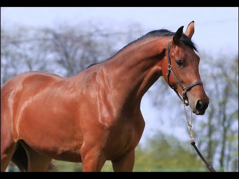 Santa Bernay 2,5 old by Bernay