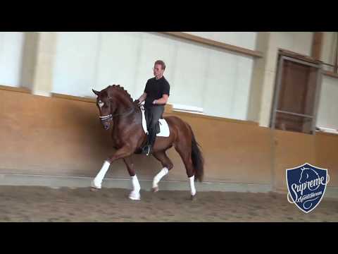 2016 Gelding by DiMaggio