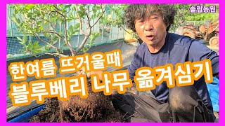 더울때 블루베리 나무옮겨심는 방법~블루베리 키우기,순치기,,가지치기,전지,전정