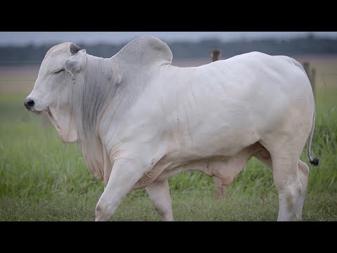 LOTE 121 - CSCF 6525