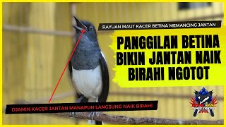Download lagu Kacer Betina Gacor Memancing Jantan | Pancingan Betina Memanggil Jantan Auto Naik Birahi Gacor mp3