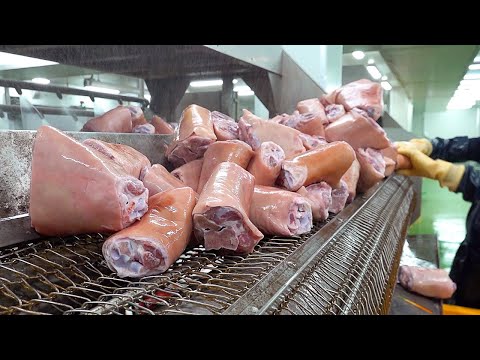 , title : '슈바인학센 Mass production! Crispy Fried Pork Legs (Schweinshaxe) Making Process - Korean food factory'