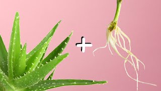 Aloe Vera as Rooting Hormone - Homemade rooting agent