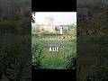The Prison Was Faked The Walking Dead S4E08 Shorts