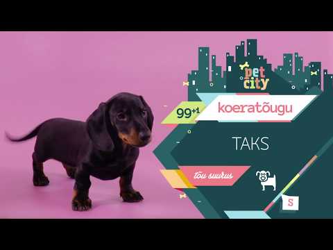 Taks | PetCity 100 koeratõugu