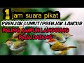 Suara Pikat Burung Prenjak Lumut Lancur