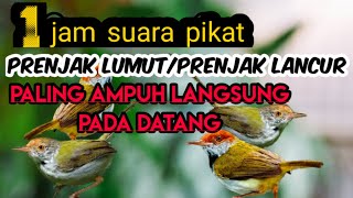 Download lagu Suara pikat burung prenjak lumut/lancur mp3