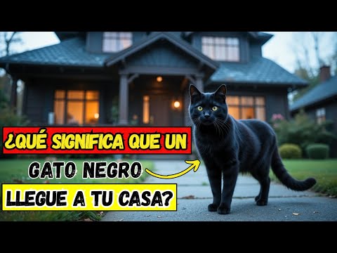 WHAT DOES IT MEAN WHEN A BLACK CAT COMES TO YOUR HOUSE (AND YOU CAN'T IGNORE IT)
