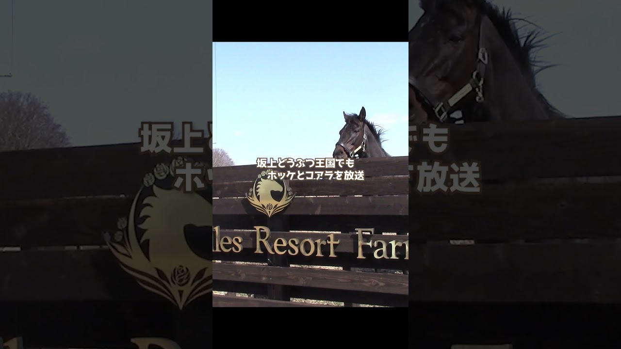 テレビで話題のホッケ＆コアラ🐱