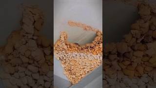 Download lagu Beginilah cara burung walet membangun sarangnya #shorts #shortsfeed #fakta #viral #burung #walet #burungwalet mp3 Download lagu Beginilah cara burung walet membangun sarangnya #shorts #shortsfeed #fakta #viral #burung #walet #burungwalet mp3