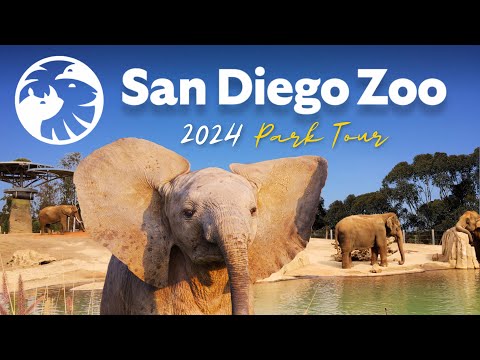San Diego Zoo Guide - Top Tips, Shows & Exhibits ????
