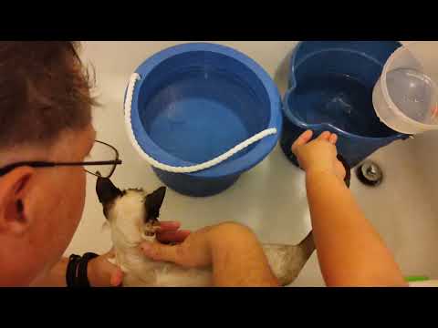 Skyler vs Bath, it was challenging !#catbath #skyler #kitten