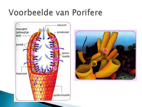 LEWENSWETENSKAP GRAAD 11: 20 April 2020 - periode 7 (20117)