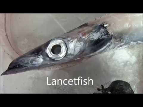 Partially Digested Lancetfish Found