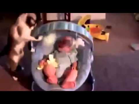 Video Compilation of Jokes with Animals, Cat,Monkey,Goat Funny Animals.